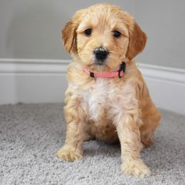 Icy (orange) - Goldendoodle puppy from Timberidge Goldendoodles