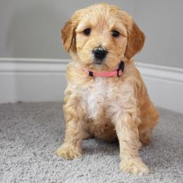 Icy (orange) - Goldendoodle puppy from Timberidge Goldendoodles
