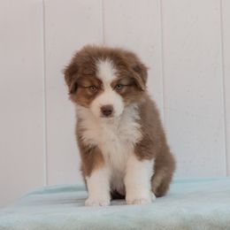Australian Shepherd Puppies from Shoreline Aussies