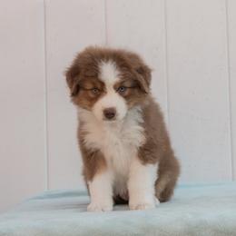 Australian Shepherd Puppies from Shoreline Aussies