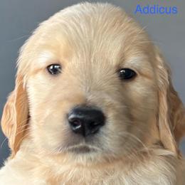 Adicus - Golden male Golden Retriever puppy in Vail, Arizona from Retrievers Gold AZ