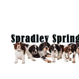 English Springer Spaniel Puppies from Spradley Springers