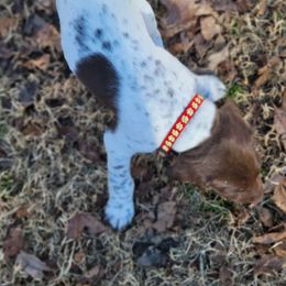 Boy 2 - Liver and white German Shorthaired Pointer puppy in Troy, North Carolina from Uwharrie GSP