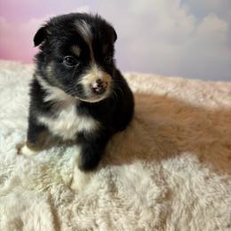 Jewel - Black tri-color female Australian Shepherd puppy in Vacaville, California from Cowtown Aussies