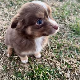Teddy - Red tri male Toy Australian Shepherd puppy in Miami, Oklahoma from HighEnd Aussies