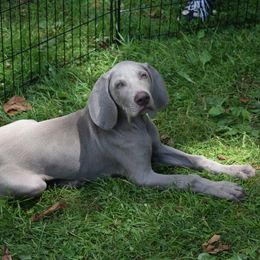 Weimaraner Puppies from Always Faithful Weimaraners