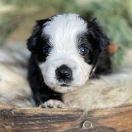 Rhett - Black tri male Miniature Australian Shepherd puppy in Wesley Chapel, Florida from August Oaks Aussies