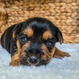 Pongo - Black and tan male Yorkshire Terrier puppy in Blacksburg, South Carolina from Hess Pooches LLC