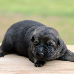 Odin - Sable male German Shepherd puppy in Cumming, Georgia from Cainedelup