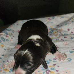 Teddy - Black male Dachshund puppy in Altamonte Springs, Florida from Happy Tails Dachshunds