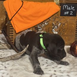 Male 2 - Liver roan male German Shorthaired Pointer puppy in Kathleen, Florida from Alex Yates GSP's