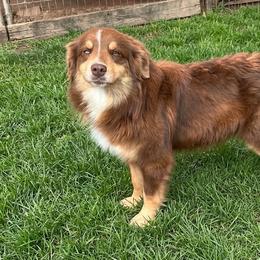 Shee - Australian Shepherd