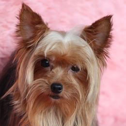 TIA - Yorkshire Terrier