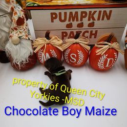 Maize - Chocolate and tan male Yorkshire Terrier puppy in Charlotte, North Carolina from Queen City Yorkies