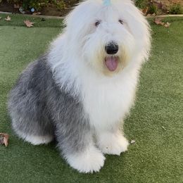 Gigi - Old English Sheepdog