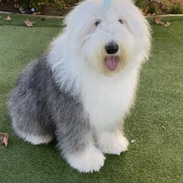 Gigi - Old English Sheepdog