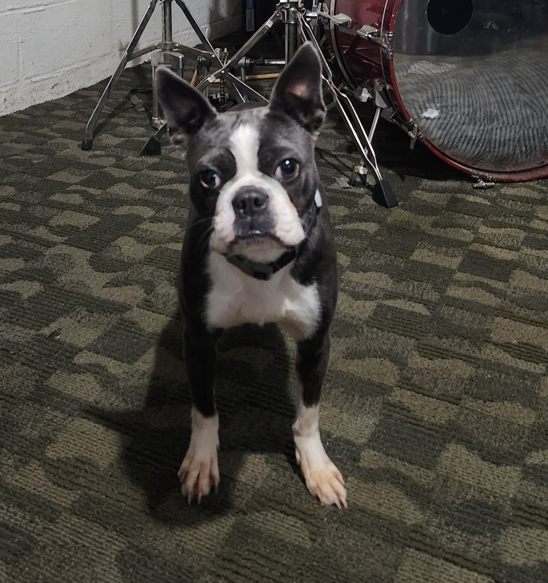 Boston Terriers from TP’s Boston Terriers