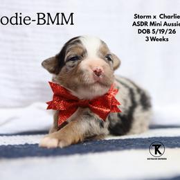 Bodie- Blue Merle Male - Blue merle male Miniature Australian Shepherd puppy in Nacogdoches, Texas from TK Standard, Mini, & Toy Aussies