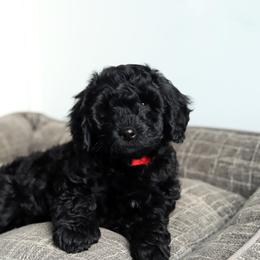 Melody - Black female Australian Labradoodle puppy in Williamstown, New York from Lewis Manor Labradoodles