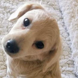 Montana - Cream Maltipoo puppy in Stanwood, Washington from Cupcake Cuties