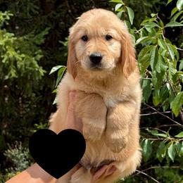 Hamilton (Black) - Golden male Golden Retriever puppy in Cadillac, Michigan from K & M Golden Retrievers