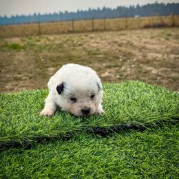 O2 - Blue speckled male Australian Cattle Dog puppy in Spokane, Washington from 4D Cattle Dogs