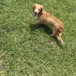 Skye - Dachshund