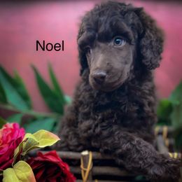 Noel - Brown male Poodle puppy in Greenville, North Carolina from Grace Poodles