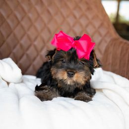 Cloud - Black and tan female Yorkshire Terrier puppy in Marmaduke, Arkansas from Copper Ridge Yorkies