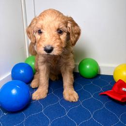 F1B Goldendoodle Sandy - Red  female Goldendoodle puppy in Redding, California from Casa Delarosa Collective Poodles & Doodles
