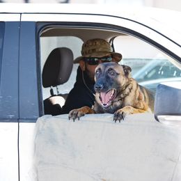 Cobra - Belgian Malinois