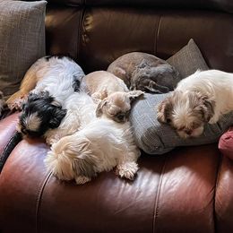 Shih Tzus from Camano Puppy Love