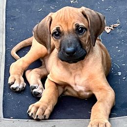 Blue - Rd whtn blk nose female Rhodesian Ridgeback puppy in Baytown, Texas from Tenaha Ridge Rhodesian Ridgebacks