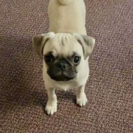 Pug and Shih Tzu Puppies from Swaying Sycamore Farm