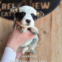Girl 1 - Blue mottled female Australian Cattle Dog puppy in Monroe, North Carolina from Creek View Cattle Dogs