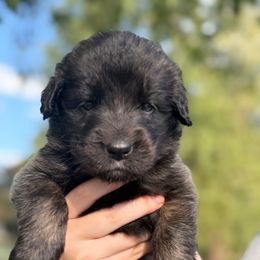 Girl 5 (Barbie) - Reddish brown female Leonberger puppy in Manchester, Tennessee from Bois D’Arc Leonbergers