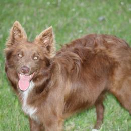 Yogi - Border Collie