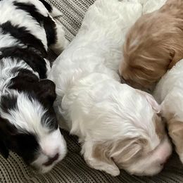 Australian Labradoodles from Kenmore Labradoodles