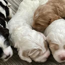 Australian Labradoodles from Kenmore Labradoodles