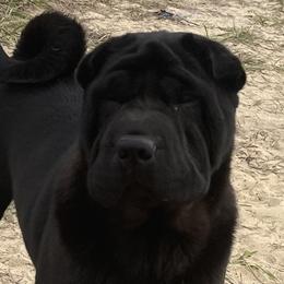 Brandy - Chinese Shar-Pei