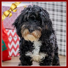 Adele - Black white and tan female Cockapoo puppy in Connersville, Indiana from Deaz Doodle Ranch