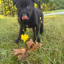 Brown Boy - Panda male German Shepherd puppy in Wayne, Maine from Copper Hill German Shepherds
