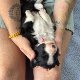 Segin - Black and white female Border Collie puppy in Granby, Massachusetts from Ferry Hill Farm