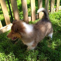 Bella - Sable and white female Collie puppy in Nevada, Missouri from Briarwood Collies