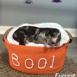 Everest - Merle male Goldendoodle puppy in Siesta Key, Florida from Siesta Key Doodles