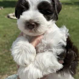 Jenson - Parti male Miniature Schnauzer puppy in Newton, Alabama from Grace’s Schnauzers Paradise USA