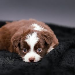 Australian Shepherd, Miniature American Shepherd, Miniature Australian Shepherd, and Toy Australian Shepherd Puppies from Painted Blue Aussies