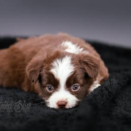 Australian Shepherd, Miniature American Shepherd, Miniature Australian Shepherd, and Toy Australian Shepherd Puppies from Painted Blue Aussies