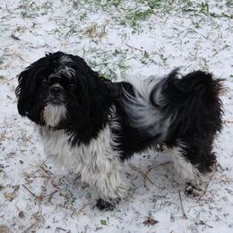 Oreo Christmas Cookies - Black and white male Shih Tzu puppy in Benbrook, Texas from 2 Sons & 4 Paws Puppies