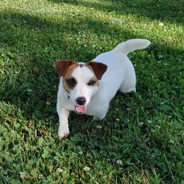 Rosie - Russell Terrier
